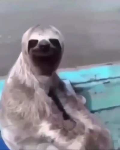 amigo