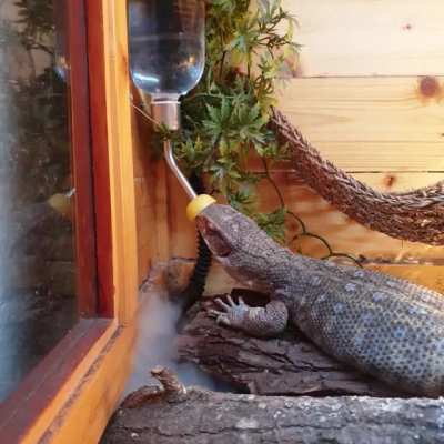I trained Bobby to drink from water bottle