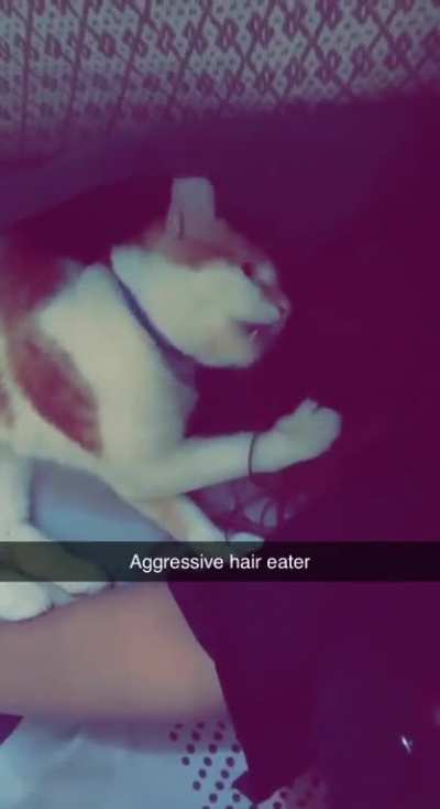 eats hair & bites human