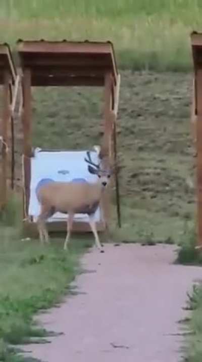 Hunters All Out In The Sticks Hunting? Hit The Range! Modern Problems Call For Modern Solutions 😌