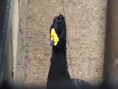 The majestic cry of the Yellow-knobbed Curassow