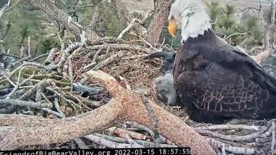 He’s already a pretty good shot!