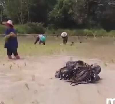 After being booted out from Bolivia, the Predator had to find another job in Vietnam.