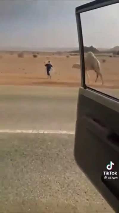 Using baby camel as bait to steer the mother away from the highway