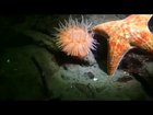 Anemone fleeing from a starfish