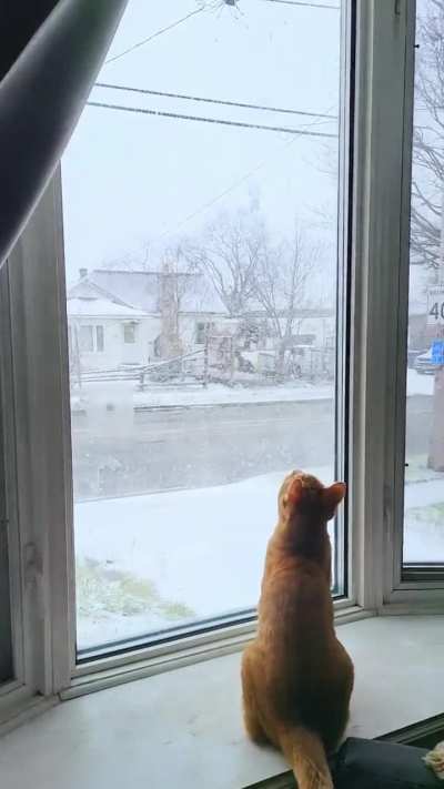 Just catching snowflakes