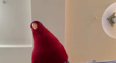 Red birb (yes, it is THE red birb)