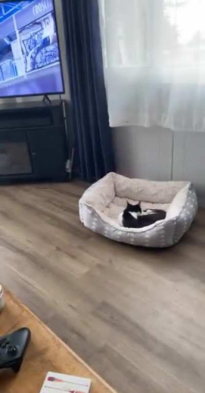 I lost it when he tried to lie down