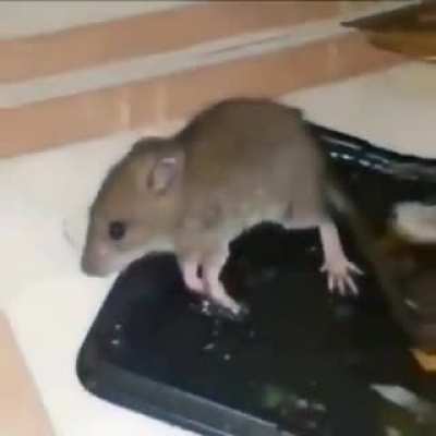 Ew