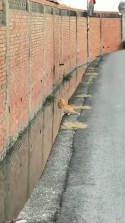 There are other felines that need me in the great beyond