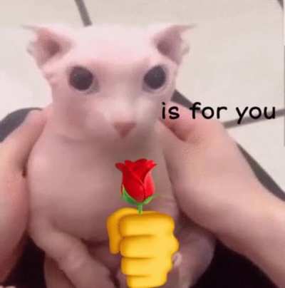 bingus loves you?!?!?!?!?!?
