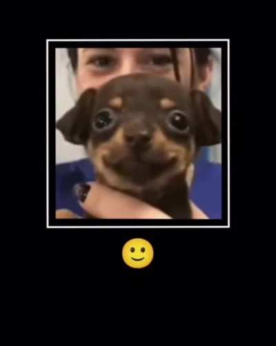 Happy doggo