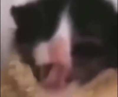 Moto gato, moto gato