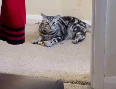 You can pinpoint the exact moment Frankie’s zoomies kick in!