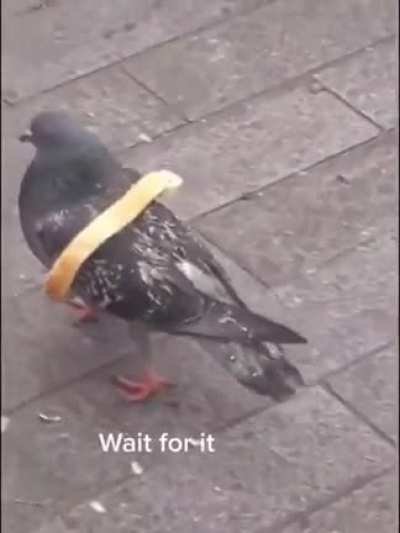 A pretty smart pigeon.