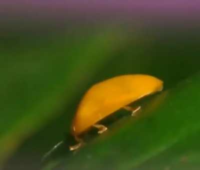 bug