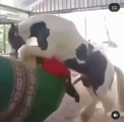 Sai daí Pedro haha