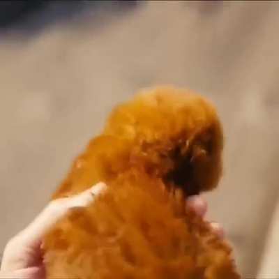 Forbidden Nugget