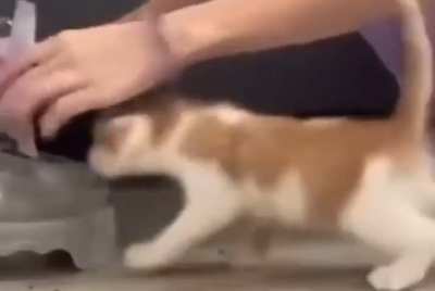 Kitty
