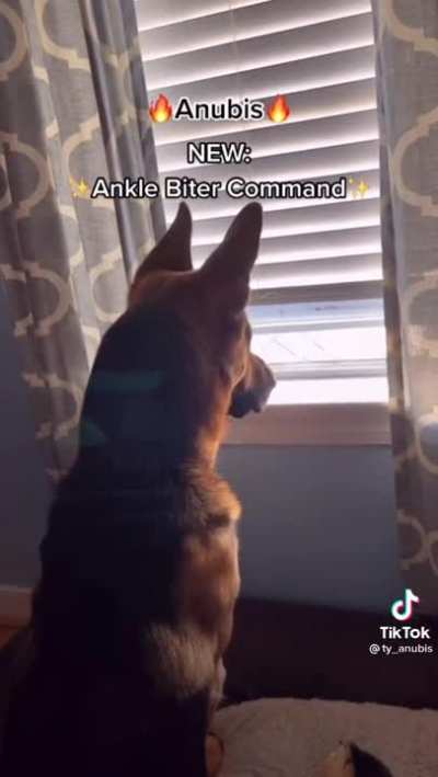Big Boy vs. Ankle Biter