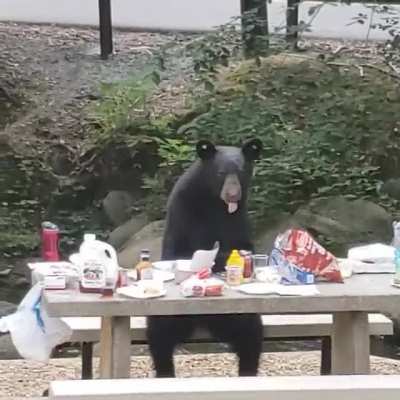 Bear sitting like a human at our cookout he interrupted yesterday in Gatlinburg, Tennessee