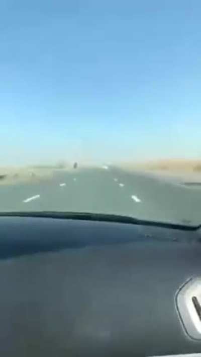 Tesla hits a camel in UAE. Notice any braking?