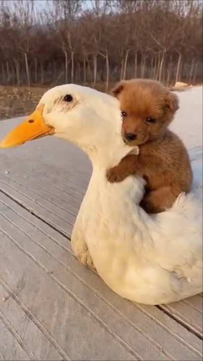 Truly they are best friends!