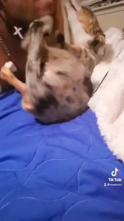 How to improve your dog howling skills 😂🥰