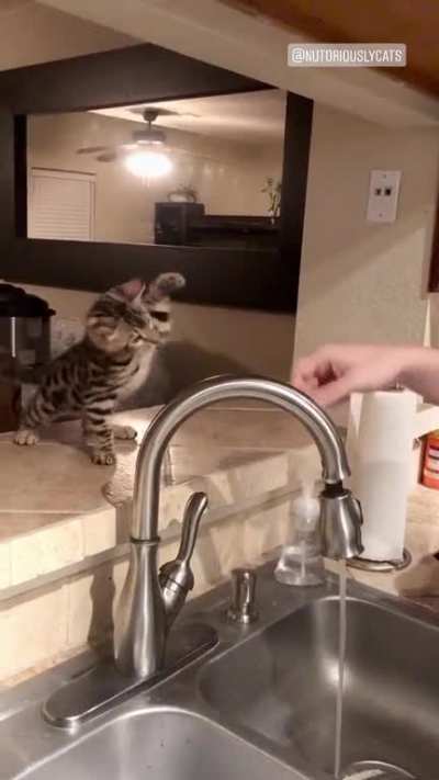Purrfectly cut gasp