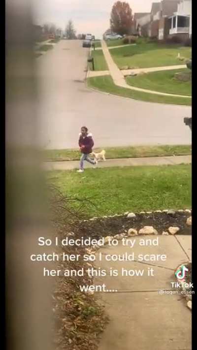 Ding dong ditcher