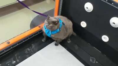 fitness wunk
