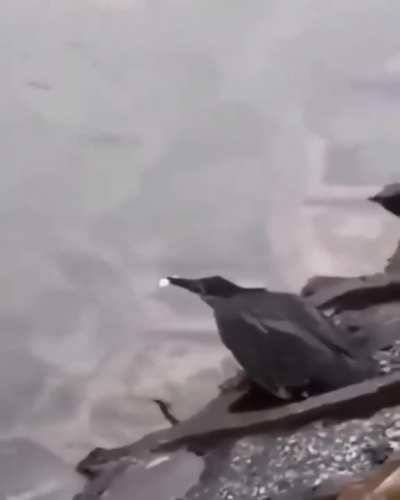 This bird fishing