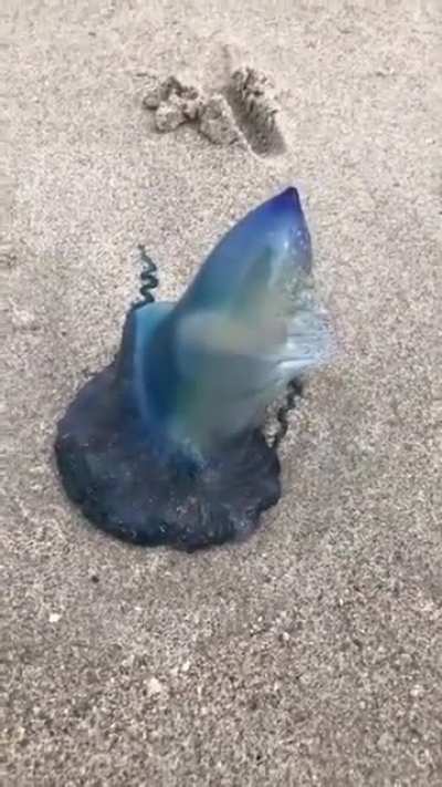 Not a condom