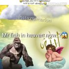 Bro 😹😹 ماشالله ما اللعنة 😳😳Mr. Fish