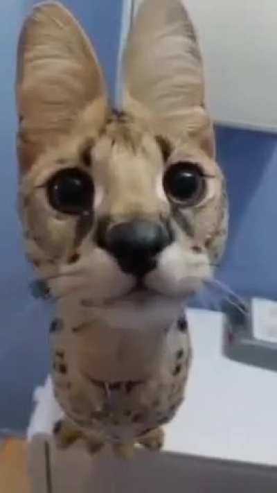 das a weird dog