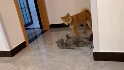 doggo teabag the cat
