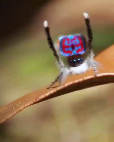 🕷