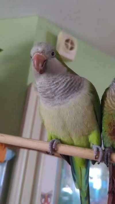 Morning Laugh-off competition with Pablo