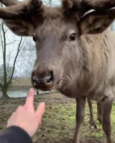 Fluffiness Overload...