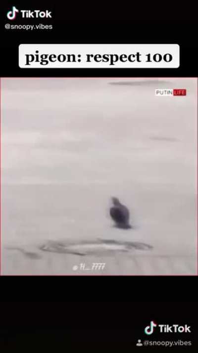 Pigeons are cameras change my mind