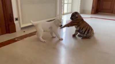 two sweet creatures