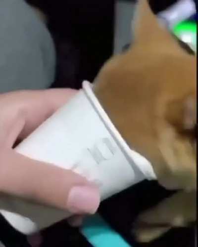 Rip Doggo