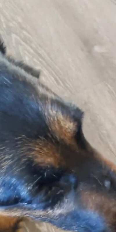 Snickers is quite vocal.