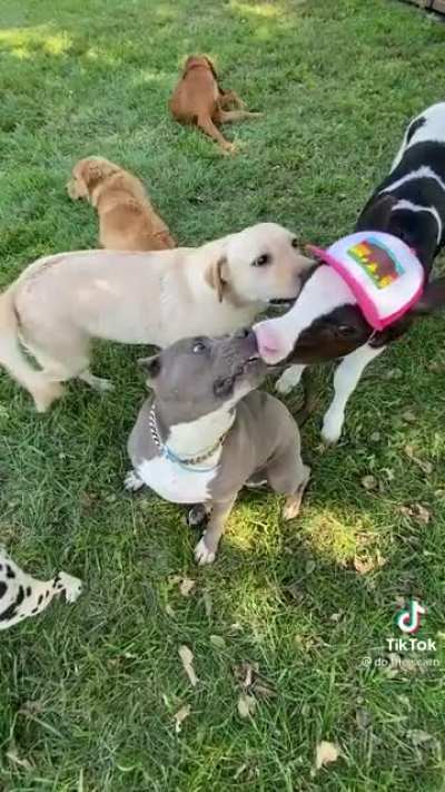 Calf licks