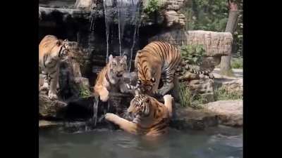 Big cat also cat!