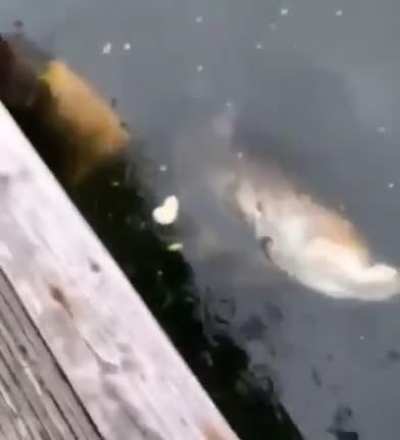 Well at least this guys pet fish didn’t suffer to long