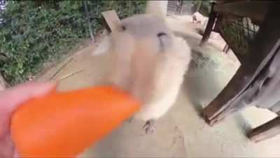 Capybara rule