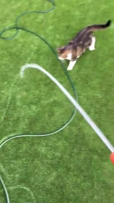 I have a weird dog.