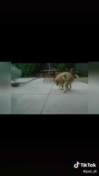 Dog f***ed a pussy