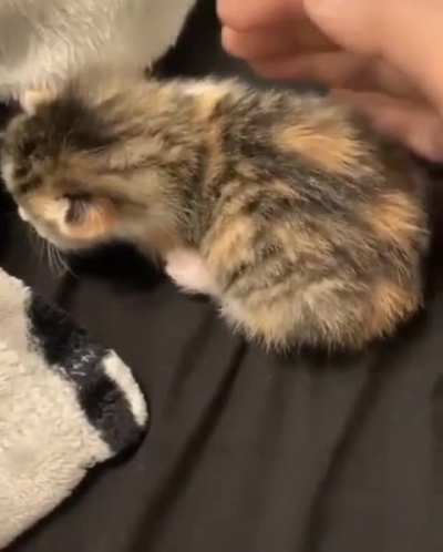 Poor kitty